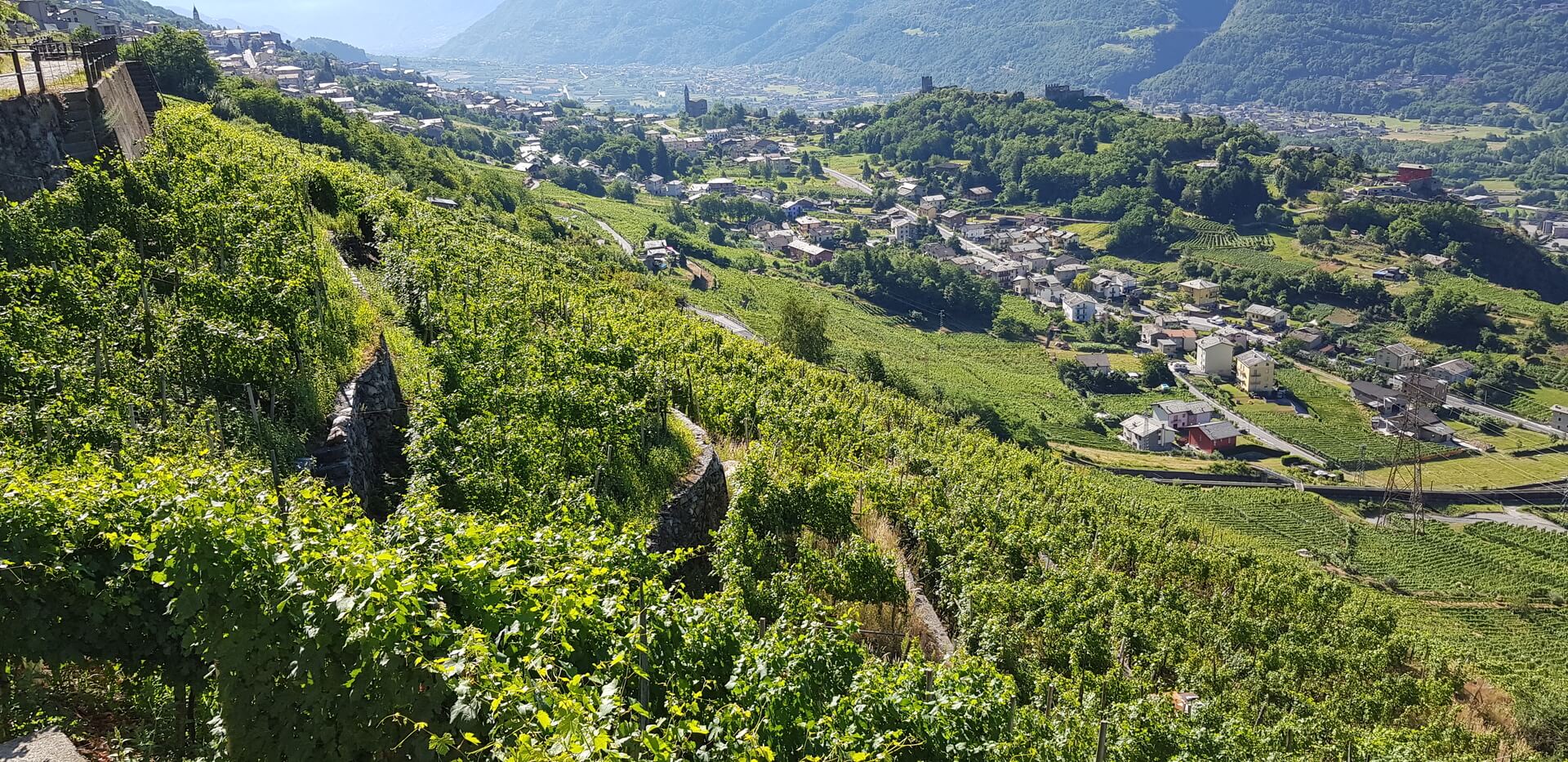 Vigneto di Montagna (Dossi Salati)