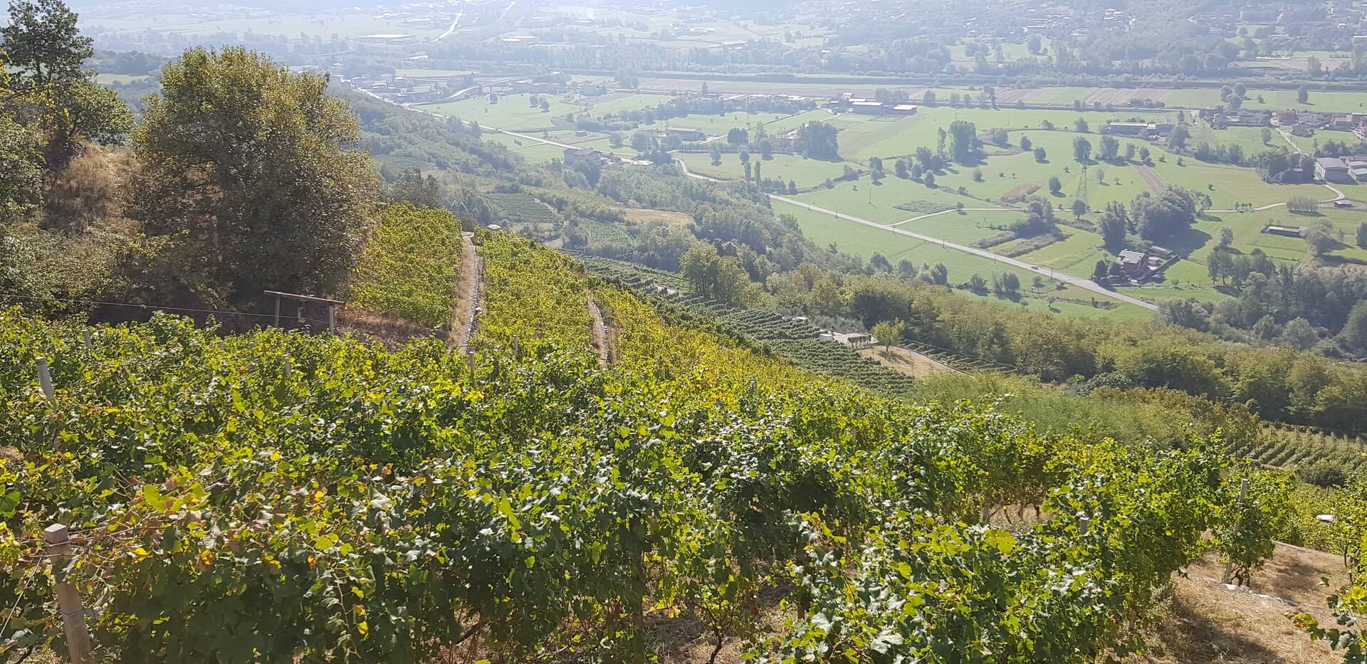 Vigneto di Berbenno di Valtellina