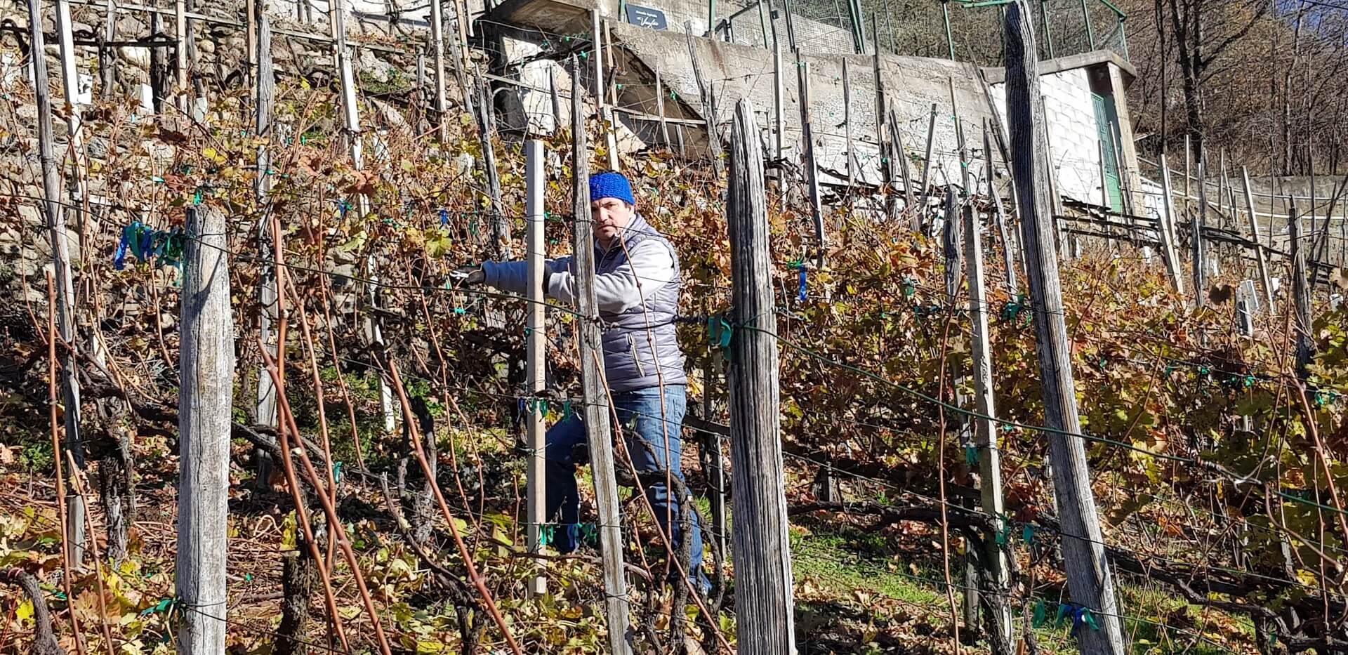 Coltivazione della vigna in provincia di Sondrio