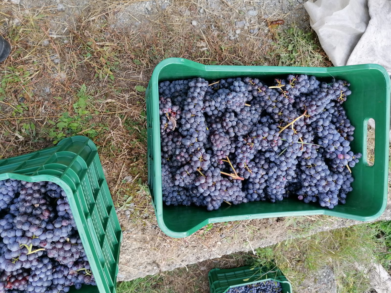 Vendemmia nei vigneti valtellinesi